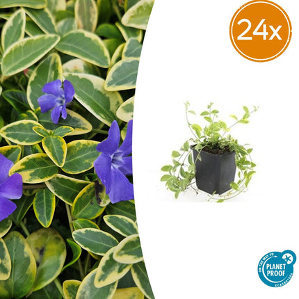 Vinca minor 'Aureovariegata' – 24 Pflanzen – Immergrüner Bodendecker – Violette Blüten – Grün - goldenes Laub – 10–25 cm – Ø9 cm – Schattentolerant & pflegeleicht (Plant) kaufen bei Linkreich – Jetzt entdecken!