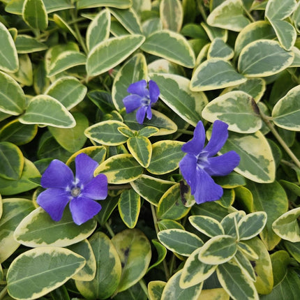 Vinca minor 'Aureovariegata' – 24 Pflanzen – Immergrüner Bodendecker – Violette Blüten – Grün - goldenes Laub – 10–25 cm – Ø9 cm – Schattentolerant & pflegeleicht (Plant) kaufen bei Linkreich – Jetzt entdecken!