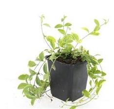 Vinca minor 'Aureovariegata' – 24 Pflanzen – Immergrüner Bodendecker – Violette Blüten – Grün - goldenes Laub – 10–25 cm – Ø9 cm – Schattentolerant & pflegeleicht (Plant) kaufen bei Linkreich – Jetzt entdecken!