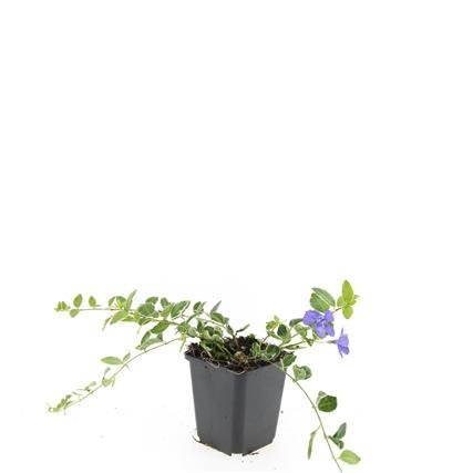 Vinca minor 'Ralph Shugert' – Immergrüner Bodendecker – 48 Pflanzen – Lavendelfarbene Blüten – 10–25 cm – Ø9 cm (Plant) kaufen bei Linkreich – Jetzt entdecken!