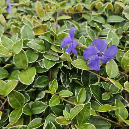 Vinca minor 'Ralph Shugert' – Immergrüner Bodendecker – 48 Pflanzen – Lavendelfarbene Blüten – 10–25 cm – Ø9 cm (Plant) kaufen bei Linkreich – Jetzt entdecken!