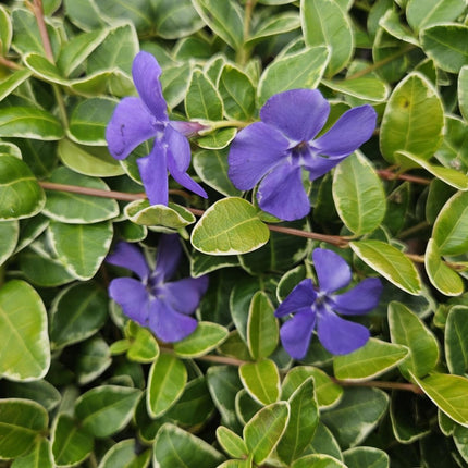 Vinca minor 'Ralph Shugert' – Immergrüner Bodendecker – 48 Pflanzen – Lavendelfarbene Blüten – 10–25 cm – Ø9 cm (Plant) kaufen bei Linkreich – Jetzt entdecken!