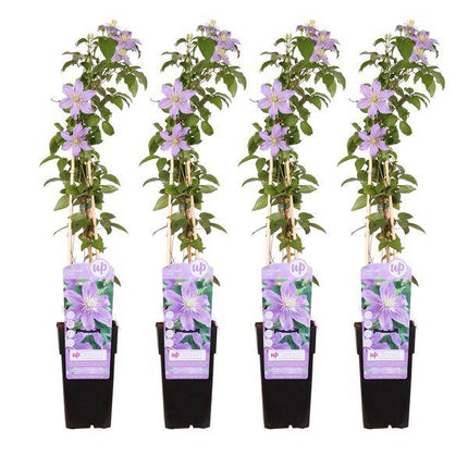 Waldrebe – Clematis 'Justa' – 4 Pflanzen – Ø15cm – ca. 65cm hoch – Winterharte Kletterpflanze mit fliederfarbenen Blüten für Garten, Pergola & Zaun (Plant) kaufen bei Linkreich – Jetzt entdecken!