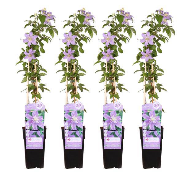 Waldrebe – Clematis 'Justa' – 4 Pflanzen – Ø15cm – ca. 65cm hoch – Winterharte Kletterpflanze mit fliederfarbenen Blüten für Garten, Pergola & Zaun (Plant) kaufen bei Linkreich – Jetzt entdecken!