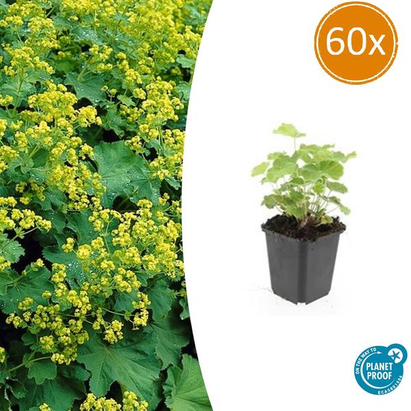 Weicher Frauenmantel Alchemilla mollis – ↕10 - 25cm – Ø9cm – 60 Pflanzen – Bodendecker & Staude für Beete, schattige Plätze & Garten (Plant) kaufen bei Linkreich – Jetzt entdecken!