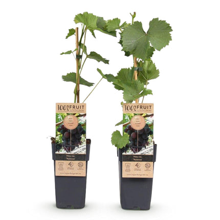 Weinrebe – Vitis vinifera Himrod – Kernlose Trauben – 2 Pflanzen – Obstpflanze – 15cm – Höhe 50cm (Plant) kaufen bei Linkreich – Jetzt entdecken!