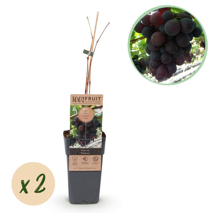 Weinrebe – Vitis vinifera Himrod – Kernlose Trauben – 2 Pflanzen – Obstpflanze – 15cm – Höhe 50cm (Plant) kaufen bei Linkreich – Jetzt entdecken!