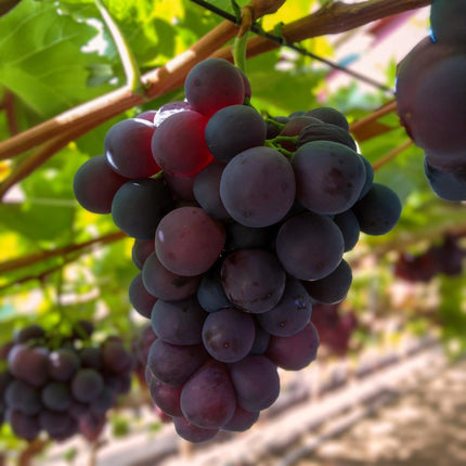 Weinrebe – Vitis vinifera Himrod – Kernlose Trauben – 2 Pflanzen – Obstpflanze – 15cm – Höhe 50cm (Plant) kaufen bei Linkreich – Jetzt entdecken!