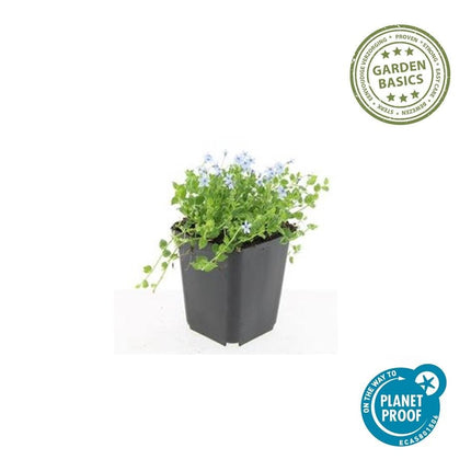 Weisser Bubikopf Isotoma fluviatilis 'Alba' – ↕10 - 25cm – Ø9cm – 60 Pflanzen – Bodendecker mit weißen Blüten, Halbschatten, Winterhart, Pflegeleicht (Plant) kaufen bei Linkreich – Jetzt entdecken!