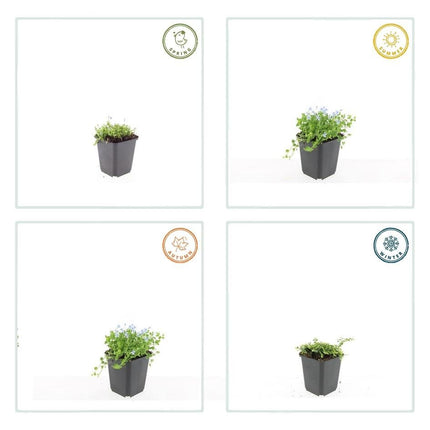 Weisser Bubikopf Isotoma fluviatilis 'Alba' – ↕10 - 25cm – Ø9cm – 60 Pflanzen – Bodendecker mit weißen Blüten, Halbschatten, Winterhart, Pflegeleicht (Plant) kaufen bei Linkreich – Jetzt entdecken!