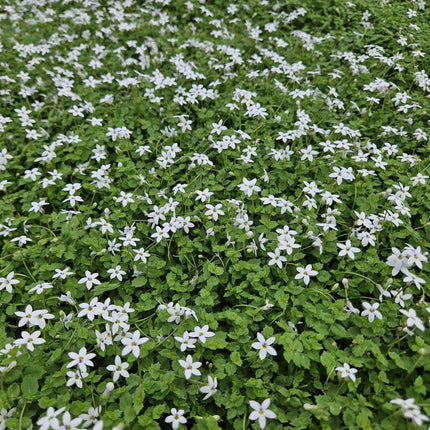 Weisser Bubikopf Isotoma fluviatilis 'Alba' – ↕10 - 25cm – Ø9cm – 60 Pflanzen – Bodendecker mit weißen Blüten, Halbschatten, Winterhart, Pflegeleicht (Plant) kaufen bei Linkreich – Jetzt entdecken!