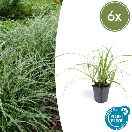 Weißrandige Segge Carex morrowii 'Ice Dance' – ↕10 - 25cm – Ø9cm – 6 Pflanzen – Immergrünes Ziergras – Bodendecker für Sonne & Schatten – Pflegeleicht (Plant) kaufen bei Linkreich – Jetzt entdecken!