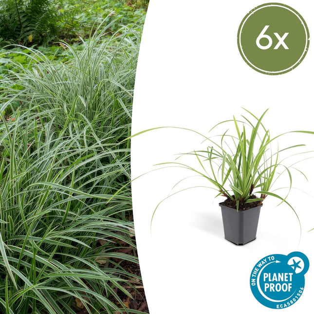 Weißrandige Segge Carex morrowii 'Ice Dance' – ↕10 - 25cm – Ø9cm – 6 Pflanzen – Immergrünes Ziergras – Bodendecker für Sonne & Schatten – Pflegeleicht (Plant) kaufen bei Linkreich – Jetzt entdecken!