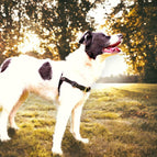 Schwarz (25 mm) / STURMFREI® - BioThane® Vorder- und Bauchgurt / Hundeleine Um's Eck 25 mm (POP-Band) (Im Set mit Schwarz ist die Leine Blau)