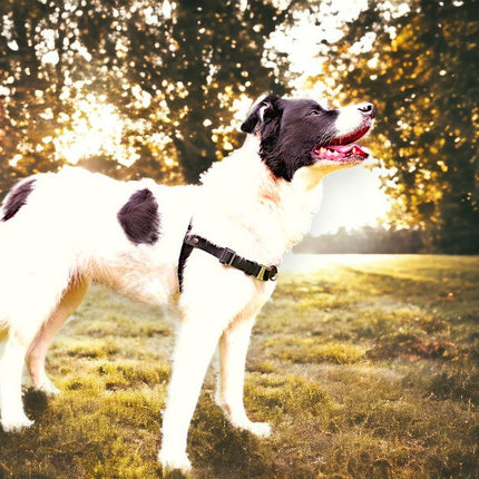 Anti-Stress-Geschirr STURMFREI®, Größe M