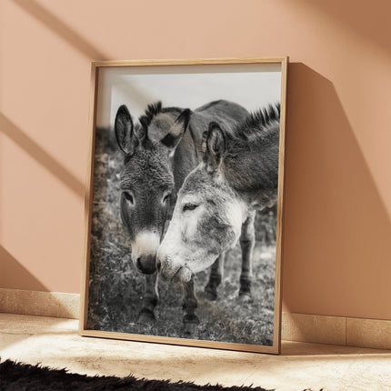 Irish Donkeys – Black and White Animal Photography Wall Art Print