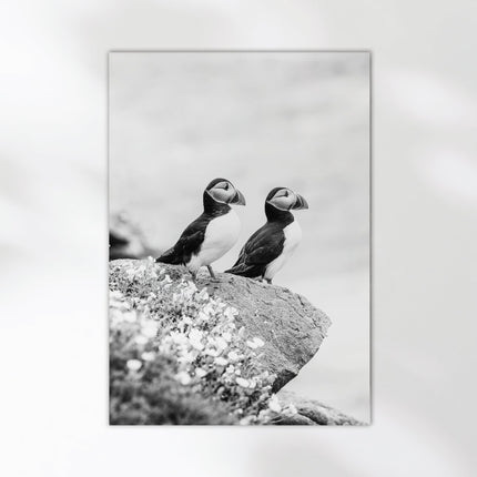 Black and White Puffins Print – Wildlife Photography Wall Art