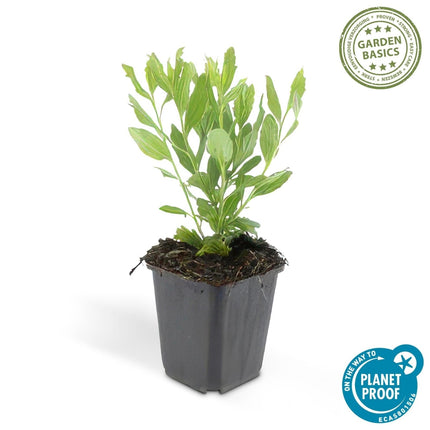 Wildaster Aster ageratoides 'Ashvi' – ↕10 - 25cm – Ø9cm – 6 Pflanzen – Weiße Herbstblüte – Pflegeleicht – Sonne (Plant) kaufen bei Linkreich – Jetzt entdecken!