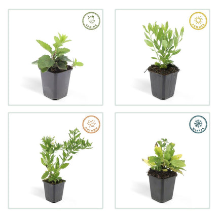 Wildaster Aster ageratoides 'Ashvi' – ↕10 - 25cm – Ø9cm – 6 Pflanzen – Weiße Herbstblüte – Pflegeleicht – Sonne (Plant) kaufen bei Linkreich – Jetzt entdecken!