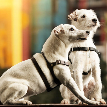 Anti-Stress-Geschirr STURMFREI® Saver für sehr kleine Hunde