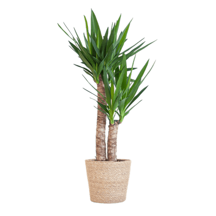 Yucca Elephantipes – Riesen - Palmlilie – Zimmerpflanze – 90 cm hoch – Ø21 cm – inkl. Korb Sofia Natur – pflegeleicht, robust, dekorativ (Plant) kaufen bei Linkreich – Jetzt entdecken!