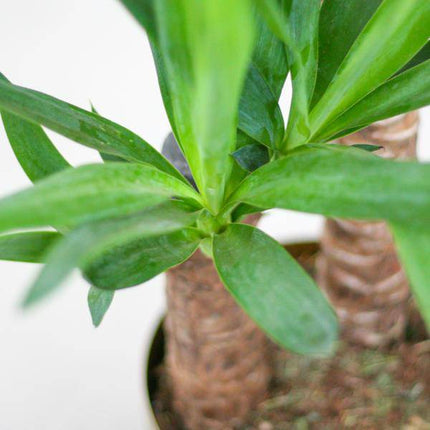 Yucca Elephantipes – Riesen - Palmlilie – Zimmerpflanze – 90 cm hoch – Ø21 cm – inkl. Korb Sofia Natur – pflegeleicht, robust, dekorativ (Plant) kaufen bei Linkreich – Jetzt entdecken!