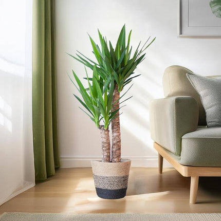 Yucca Elephantipes – Riesen - Palmlilie – Zimmerpflanze – ca. 90 cm – Ø21 cm – In Pflanzkorb Lissabon Schwarz – Pflegeleicht & dekorativ (Plant) kaufen bei Linkreich – Jetzt entdecken!