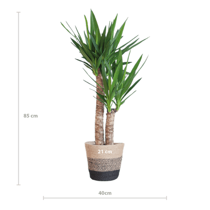Yucca Elephantipes – Riesen - Palmlilie – Zimmerpflanze – ca. 90 cm – Ø21 cm – In Pflanzkorb Lissabon Schwarz – Pflegeleicht & dekorativ (Plant) kaufen bei Linkreich – Jetzt entdecken!