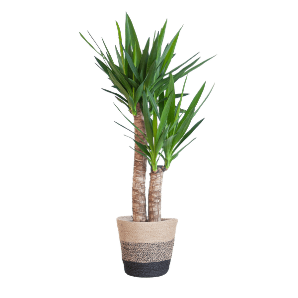 Yucca Elephantipes – Riesen - Palmlilie – Zimmerpflanze – ca. 90 cm – Ø21 cm – In Pflanzkorb Lissabon Schwarz – Pflegeleicht & dekorativ (Plant) kaufen bei Linkreich – Jetzt entdecken!