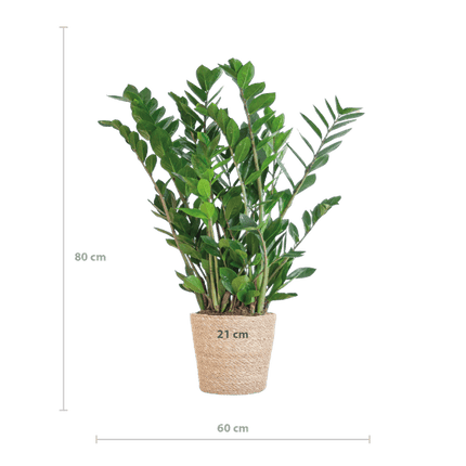 Zamioculcas Zamiifolia 80cm – Glücksfeder Zimmerpflanze Ø21cm – robuste & pflegeleichte Pflanze für Zuhause & Büro – inkl. handgeflochtenem Seegras - Korb Sofia Natur (Plant) kaufen bei Linkreich – Jetzt entdecken!