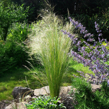 Zartes Federgras – Stipa tenuifolia Pony Tails – Ziergras – Grün – 4 Pflanzen – Immergrün – Wenig Pflege – 17cm – Höhe 50cm (Plant) kaufen bei Linkreich – Jetzt entdecken!
