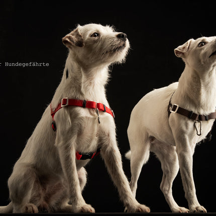 Anti-Stress-Geschirr STURMFREI® Saver für sehr kleine Hunde